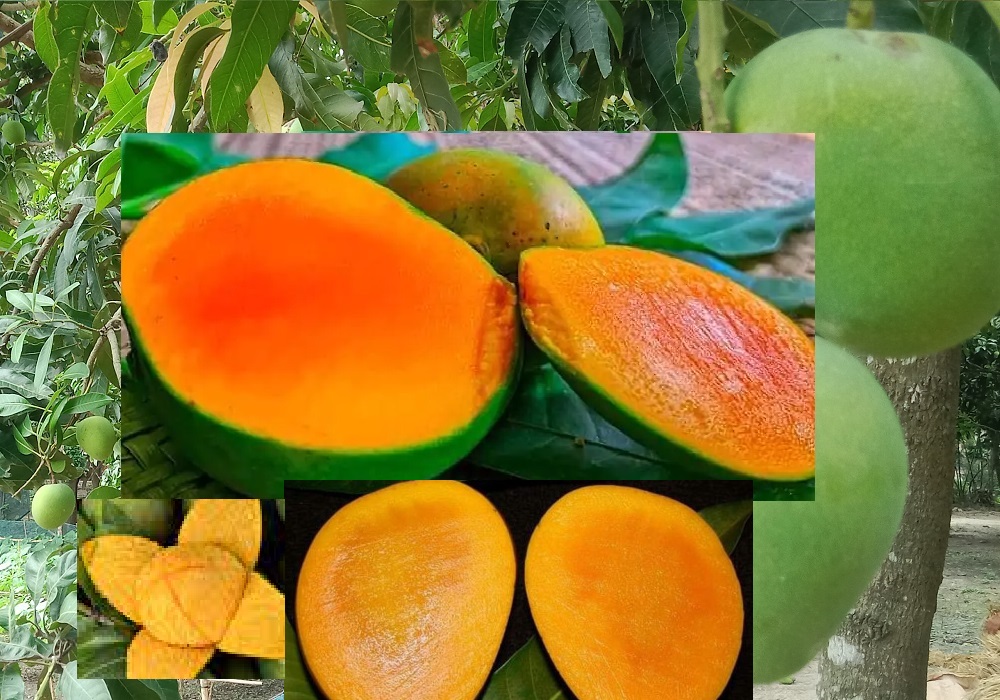 প্রিমিয়াম প্লাস আমের রাজা রাজশাহীর হিমসাগর আম